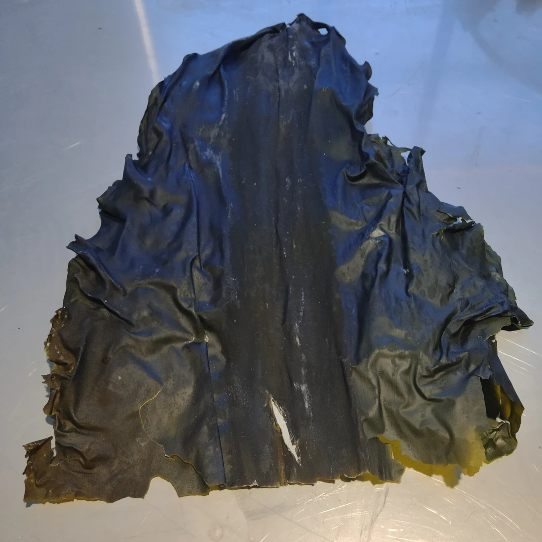 60公分长的海带头整根优质可炖汤炖肉