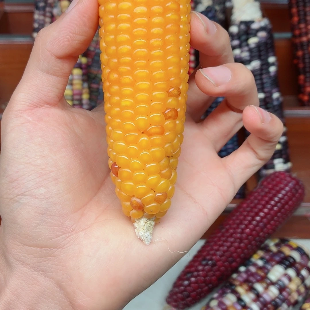 吉***见吊坠白玉菩提文玩玉米毛料精品