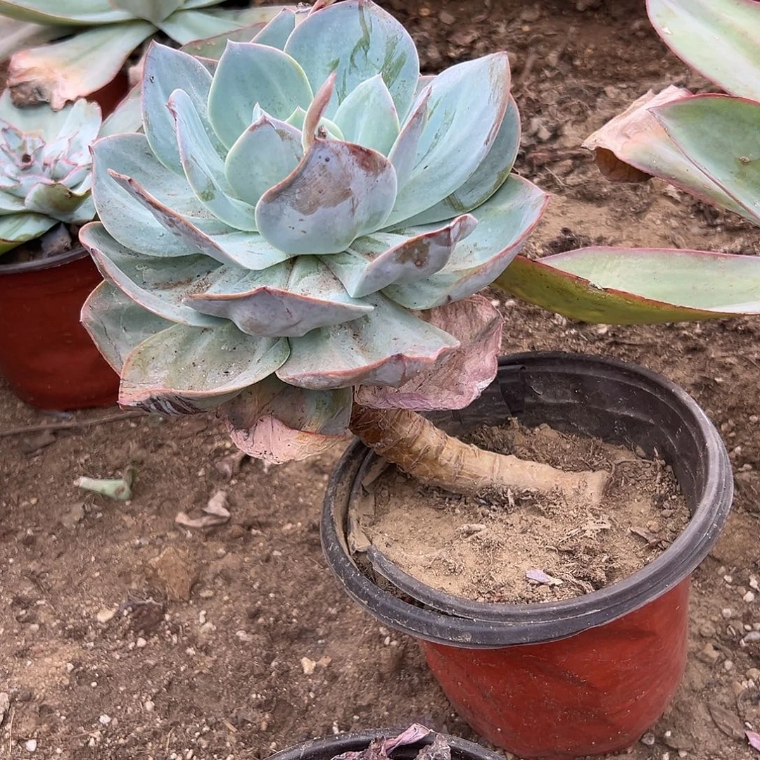 多肉植物老庄白凤