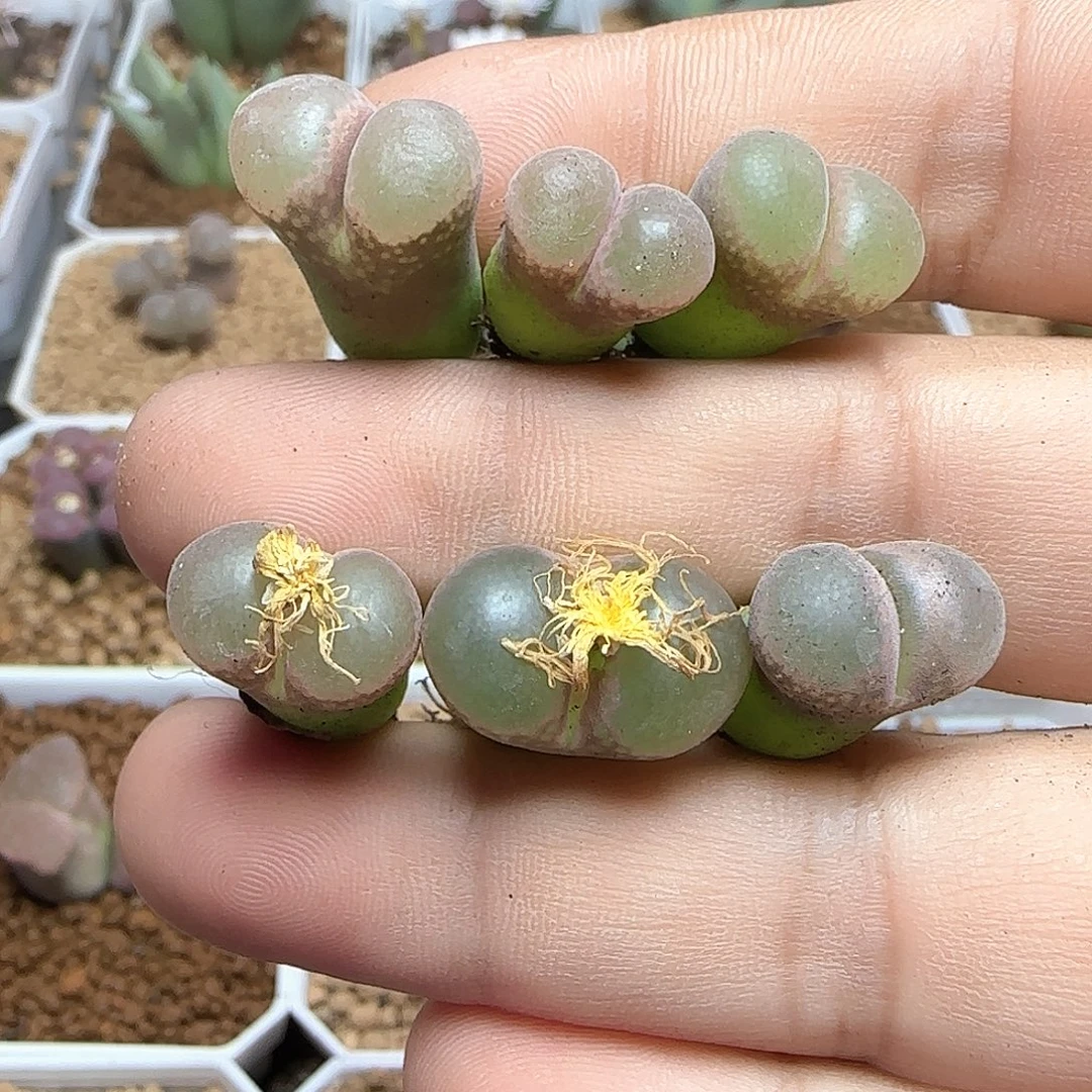 福利福利风铃。  54278