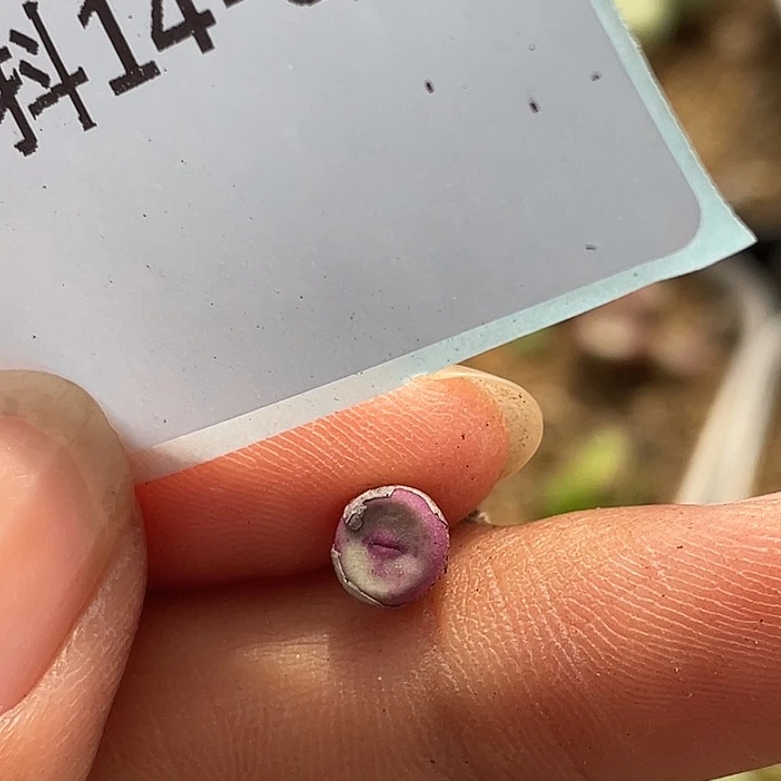 幸**诺14-92肉锥多肉植物