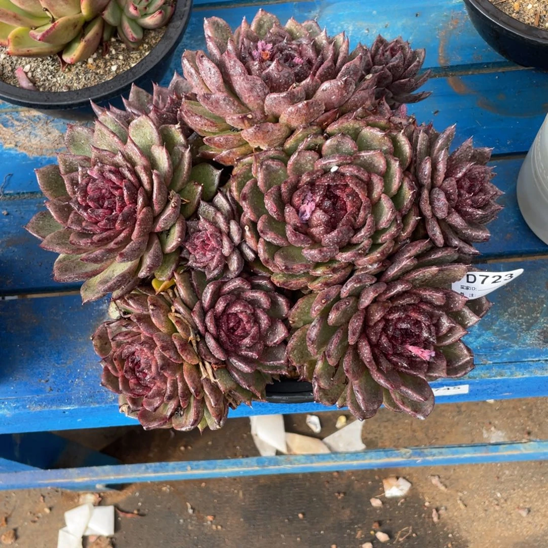 无花朵若如东云组拍D723