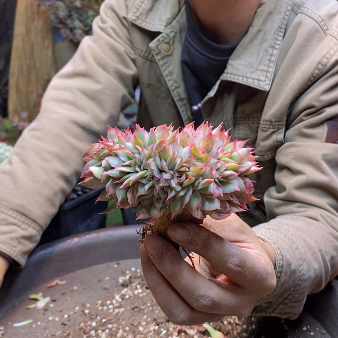 心*B102 号月光女神缀化多肉