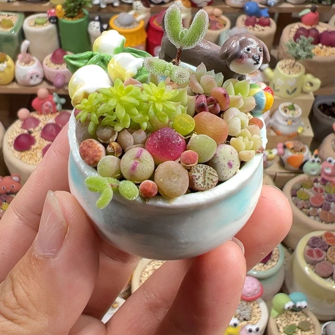 多肉植物12号花海