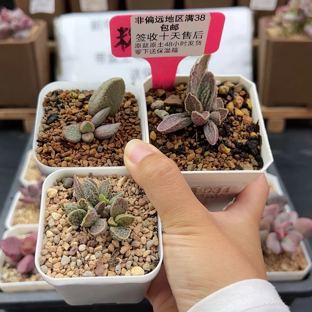 凤****?034绿猪肝酒红草莓多肉