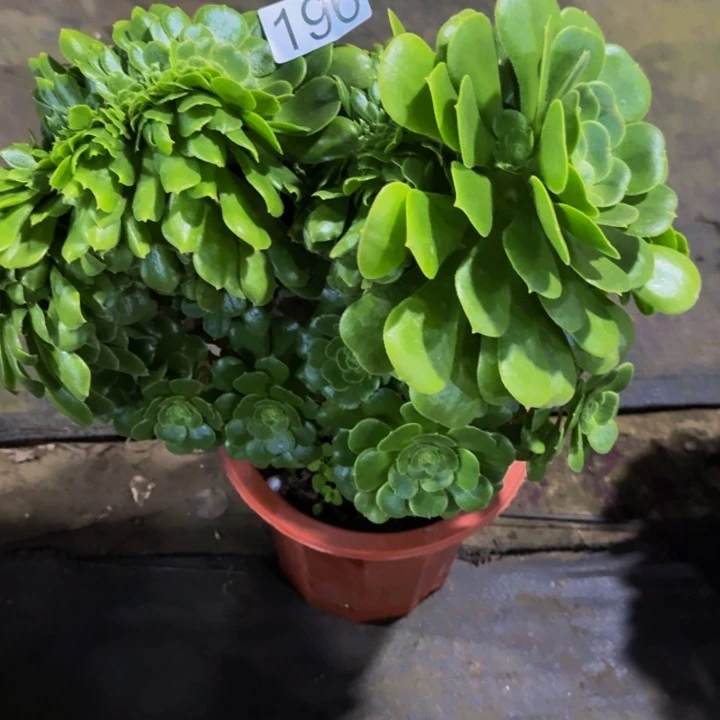 绿玫瑰缀19600000