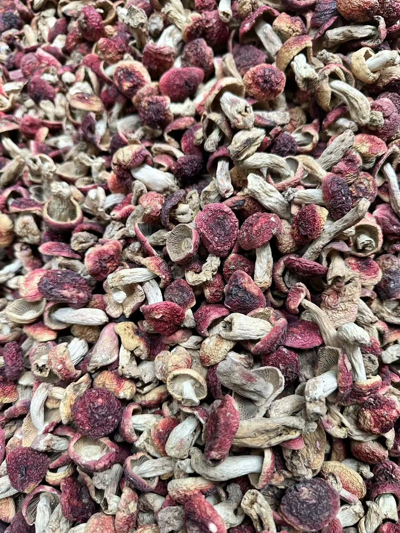 红面小菇蕾 云南蓝底小红菇 新菇 250g