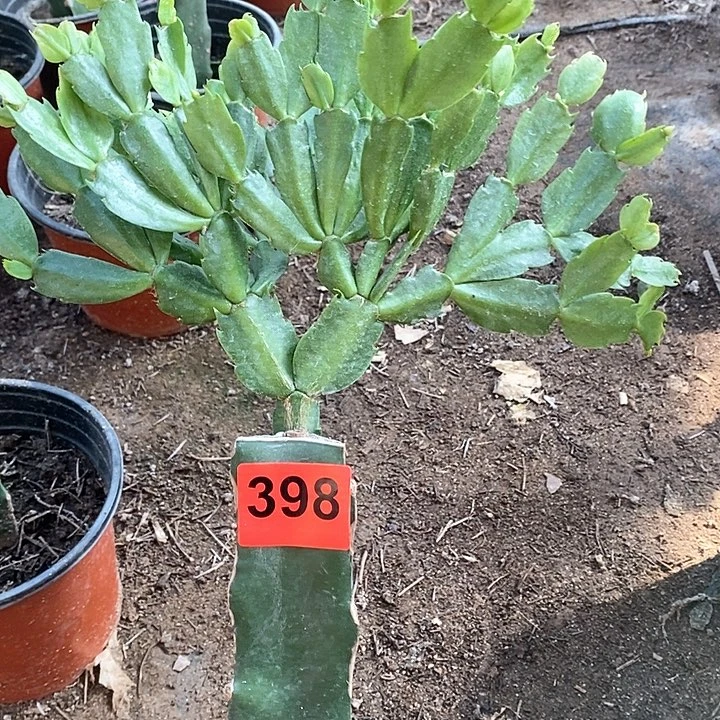无花朵用****1038，398号新疆不包邮
