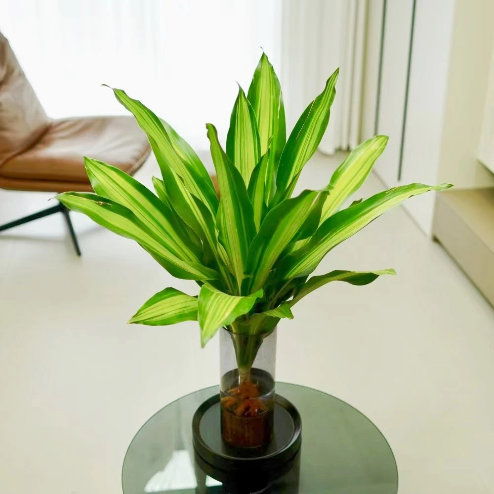 美人铁盆栽客厅绿植室内也门铁办公室大型水培植物净化空气吸甲醛