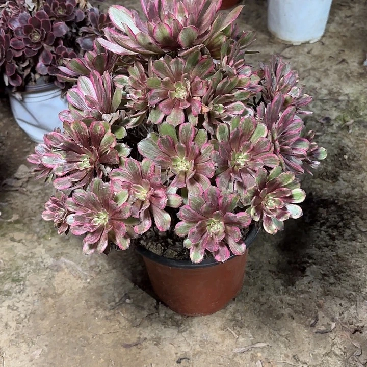 多肉植物法师紫霞仙子29