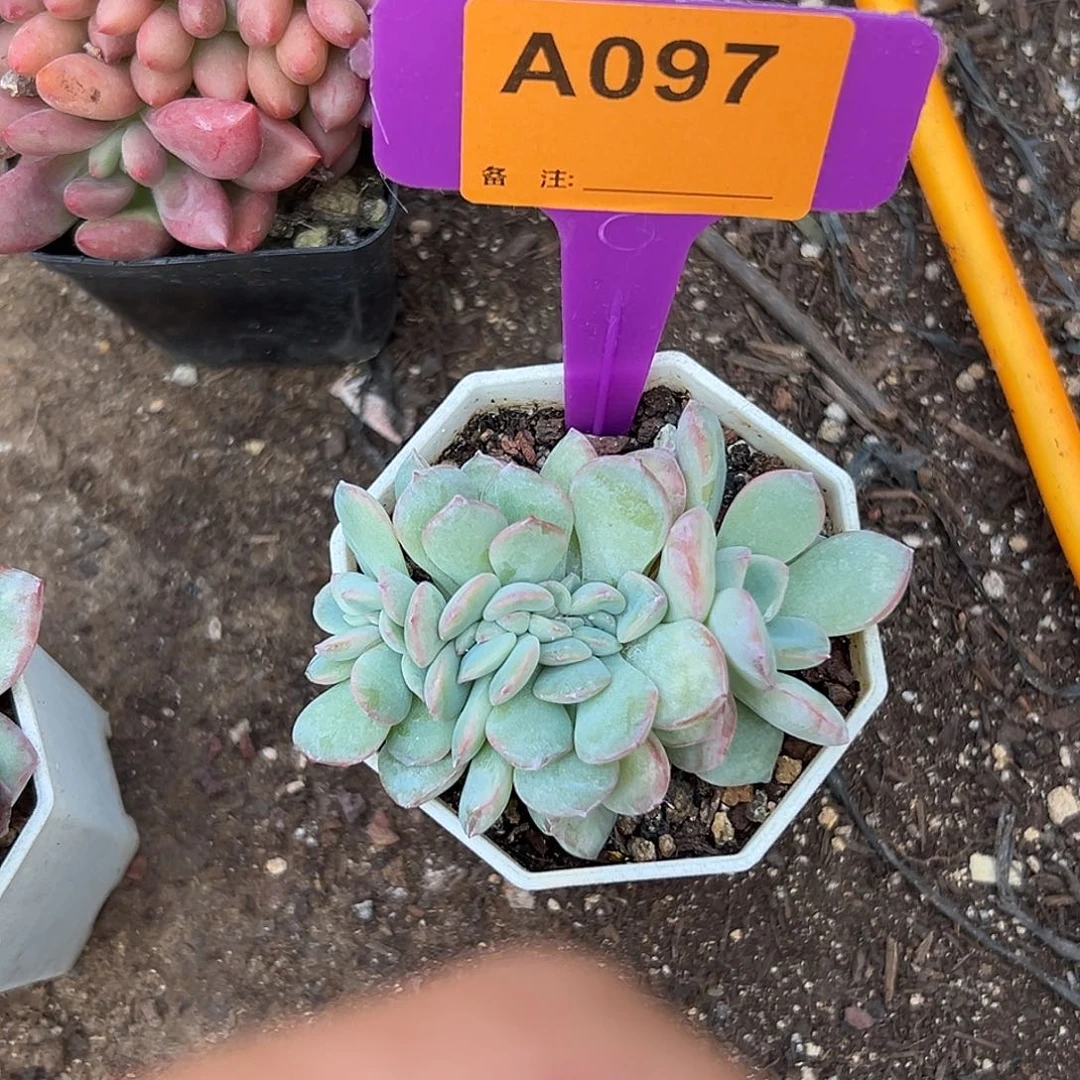 冰***蕾多肉植物一物一拍