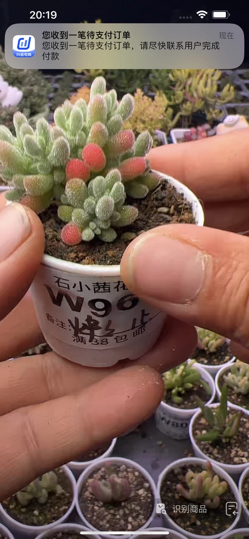炉炉-冰晶-多肉植物枝干番杏