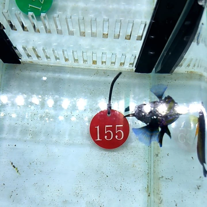 五彩青蛙9-100-155