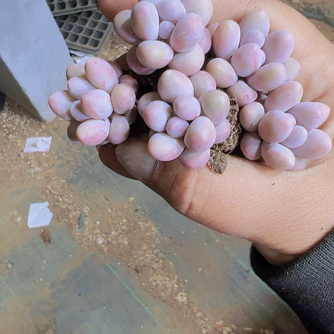 汤圆5个19包邮植物多肉