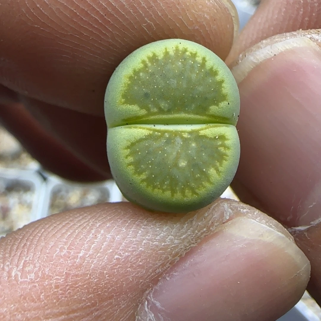 247侧面有疤，介意勿拍