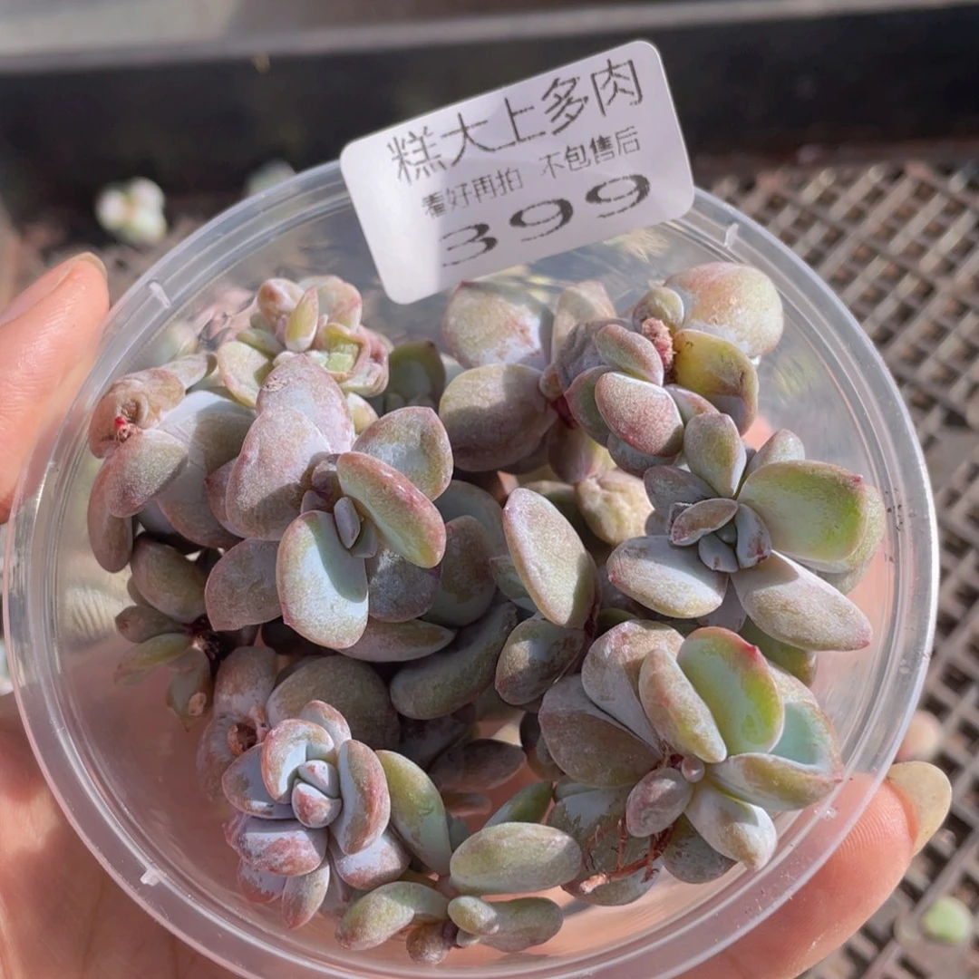 糕大上多肉植物399
