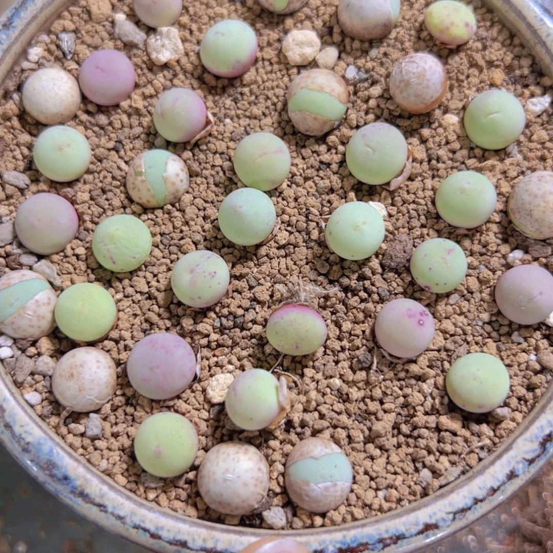 量拍鸽子蛋5颗，尺寸0.8-1.1