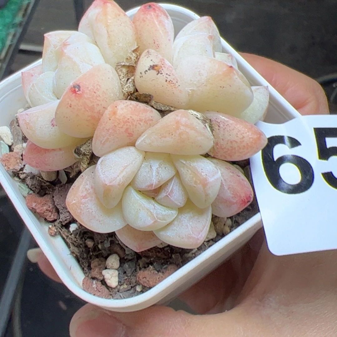 651 满38包邮一物一拍