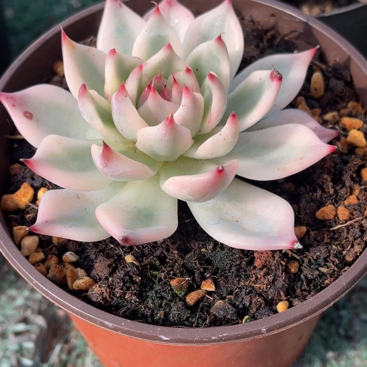 秋可园艺 吉娃娃锦