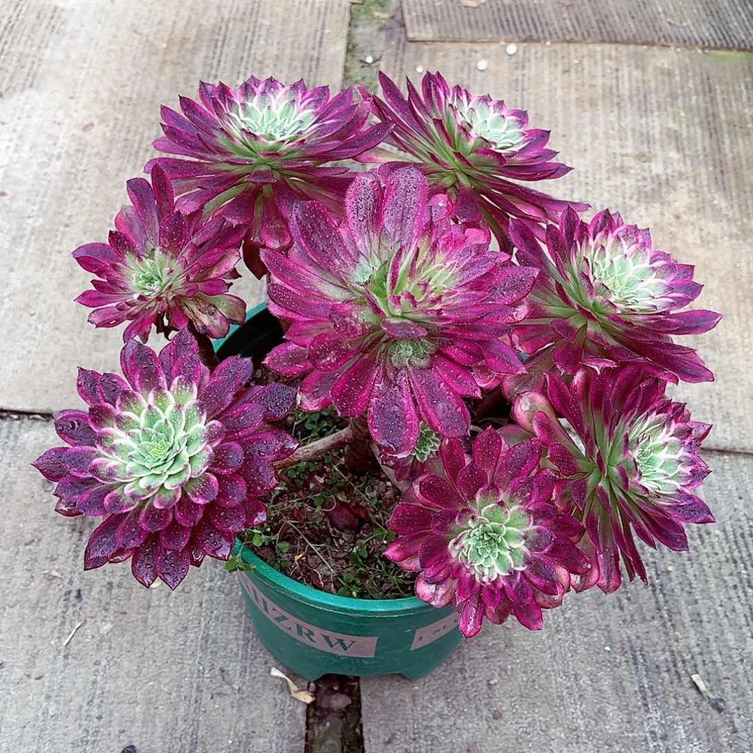 法师多肉漂亮漂亮