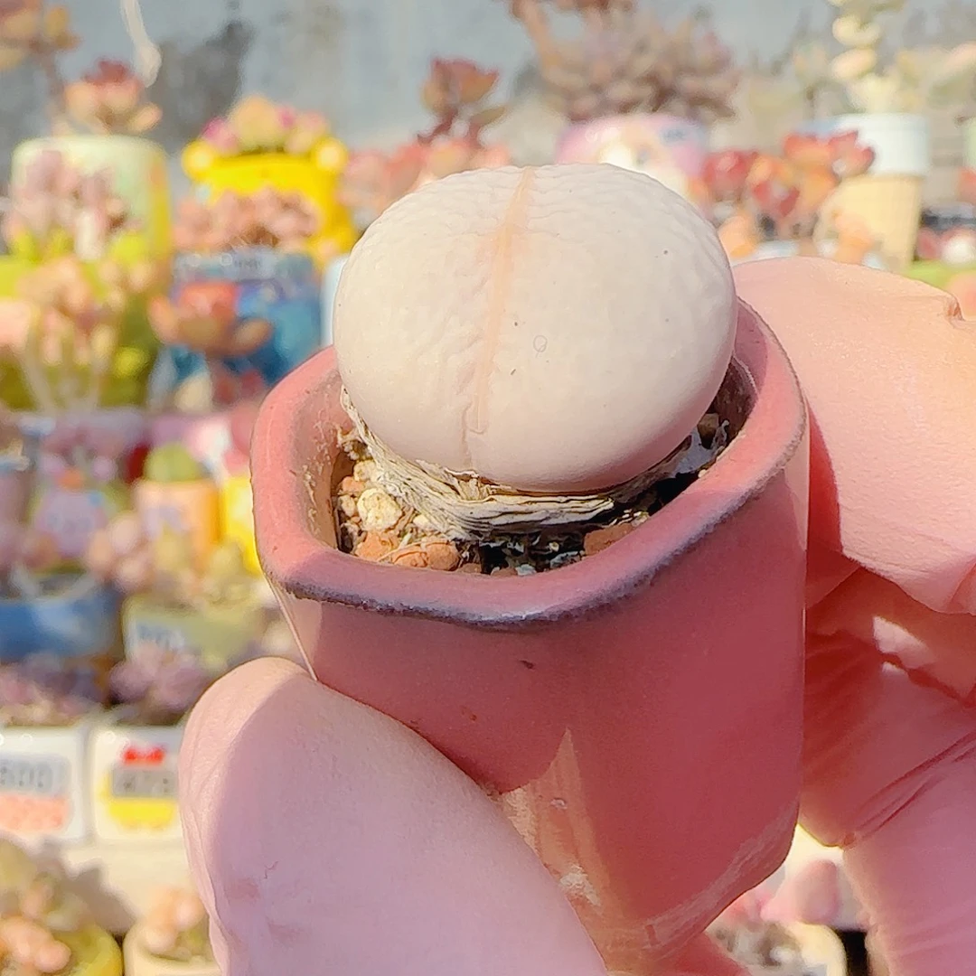 L 圆滚滚高尔夫 带盆