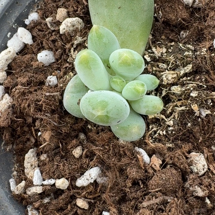 X系列美人多肉植物