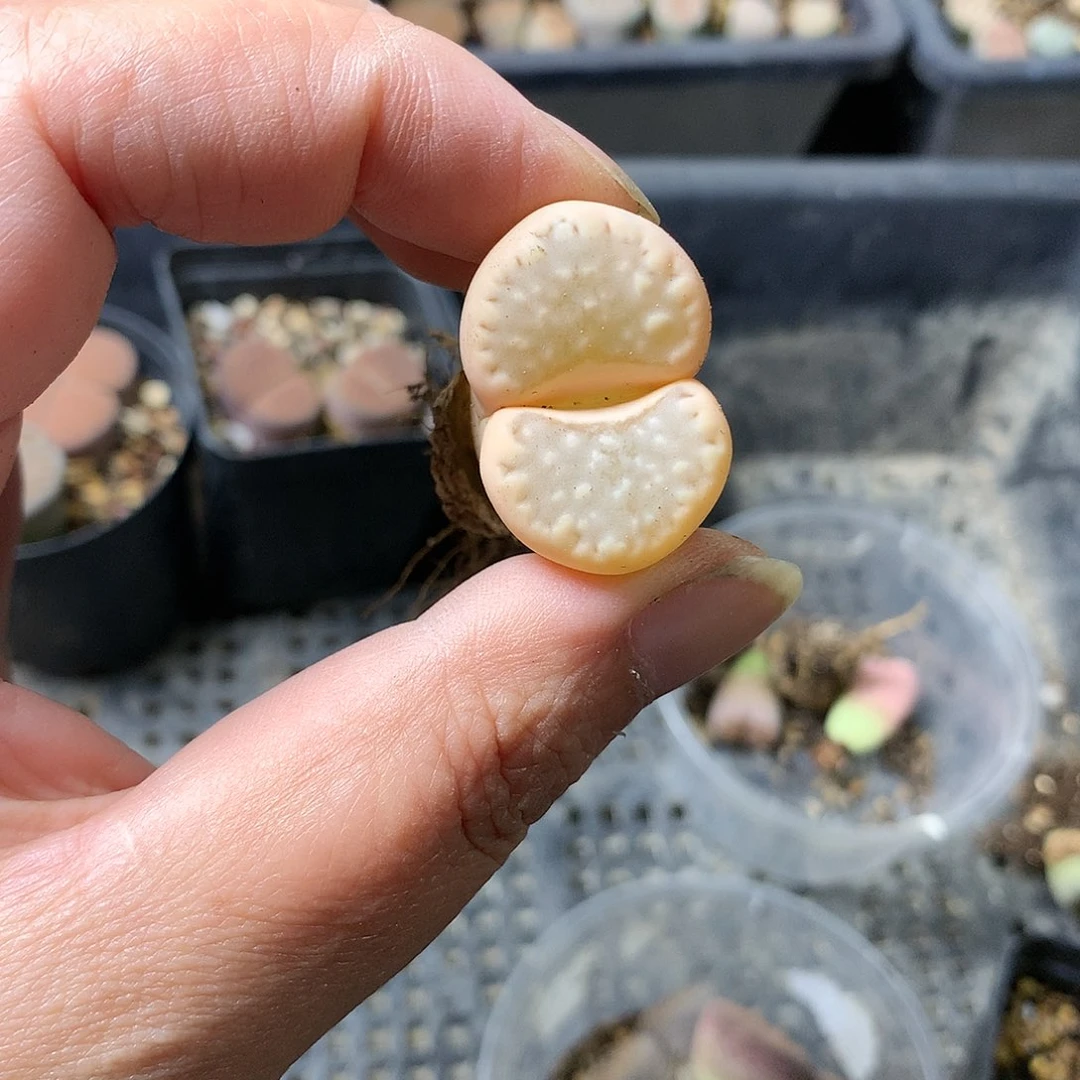 E50多肉植物保护研究所