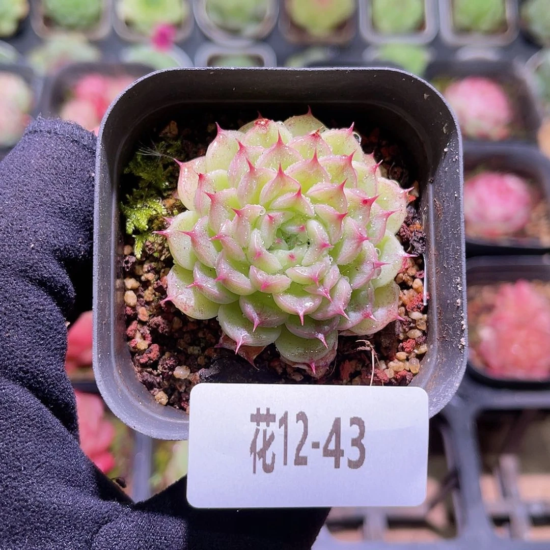 花利美12-43海王单头