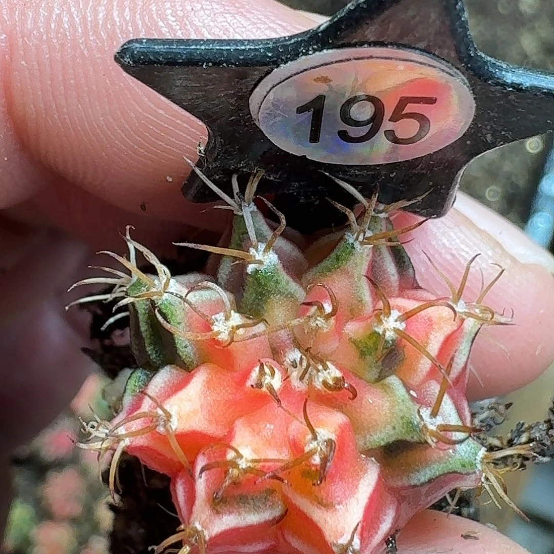 蒲***海米哈实生自然锦195