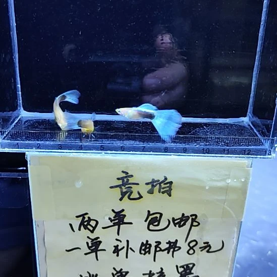 孔雀鱼8黄化蓝礼服鸥翼三条