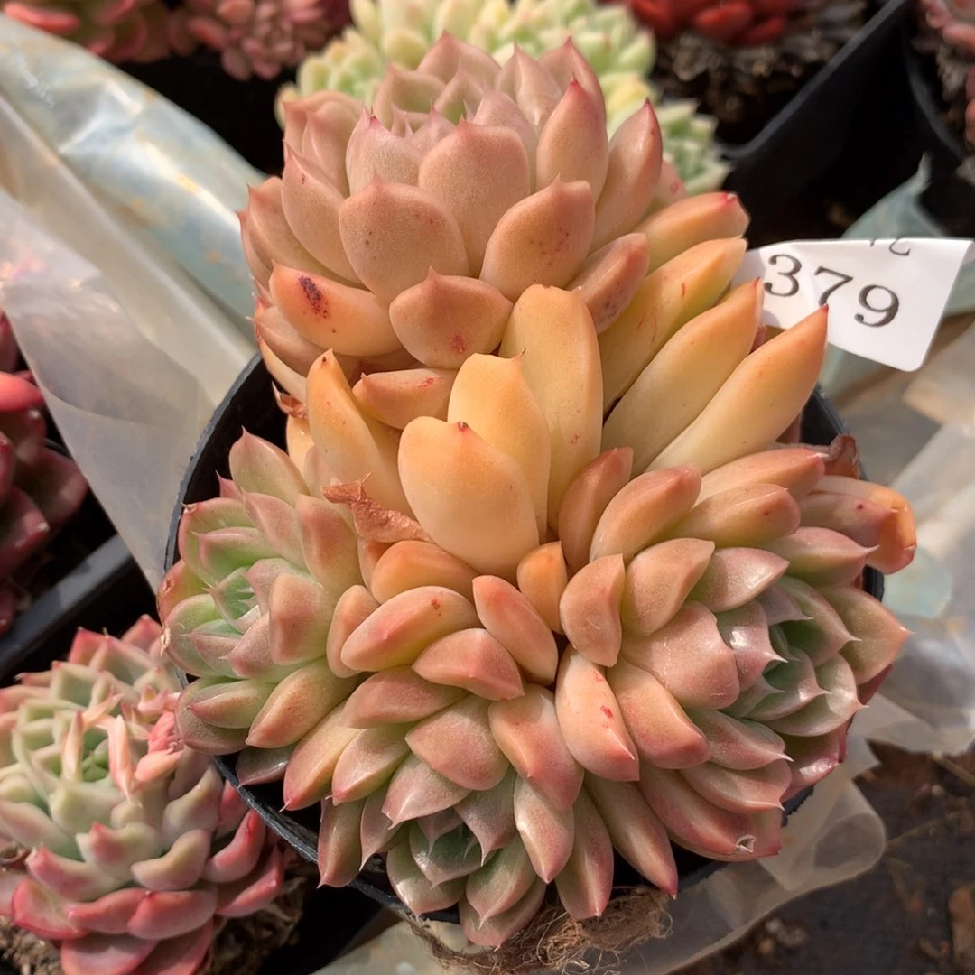 379新年快乐发发发