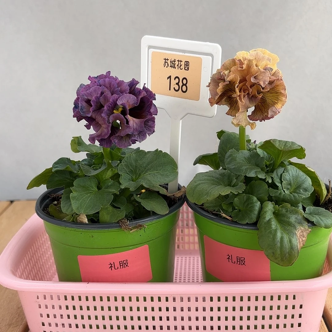 大部分开放少量花苞138