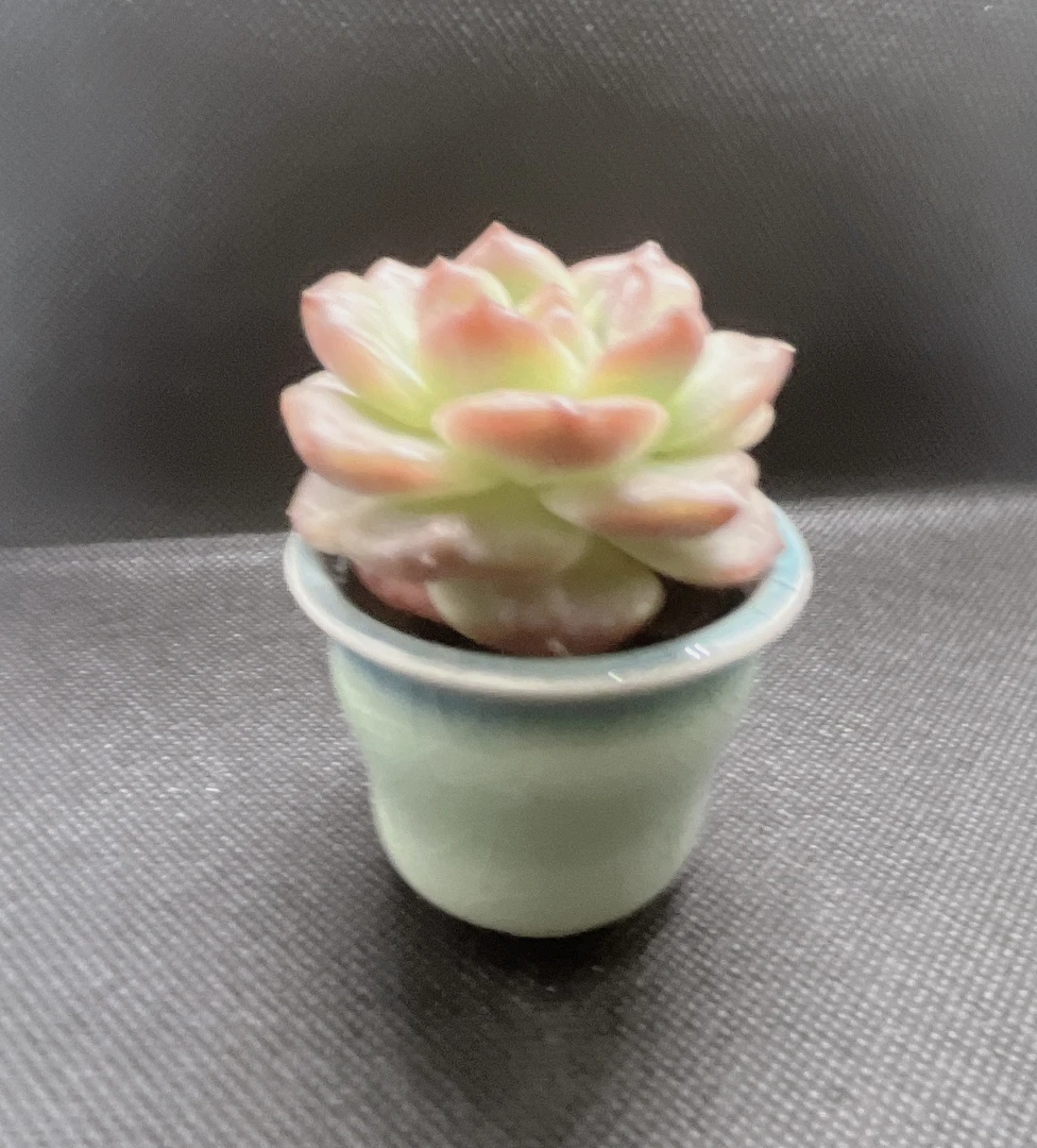 精品无土多肉  草莓啵啵（➕花盆）