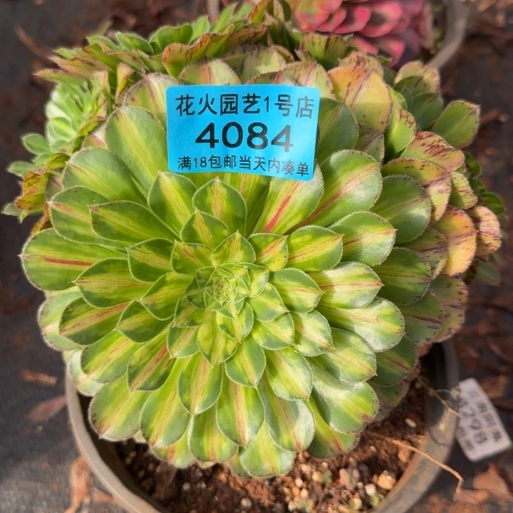 知否4084多肉植物法师