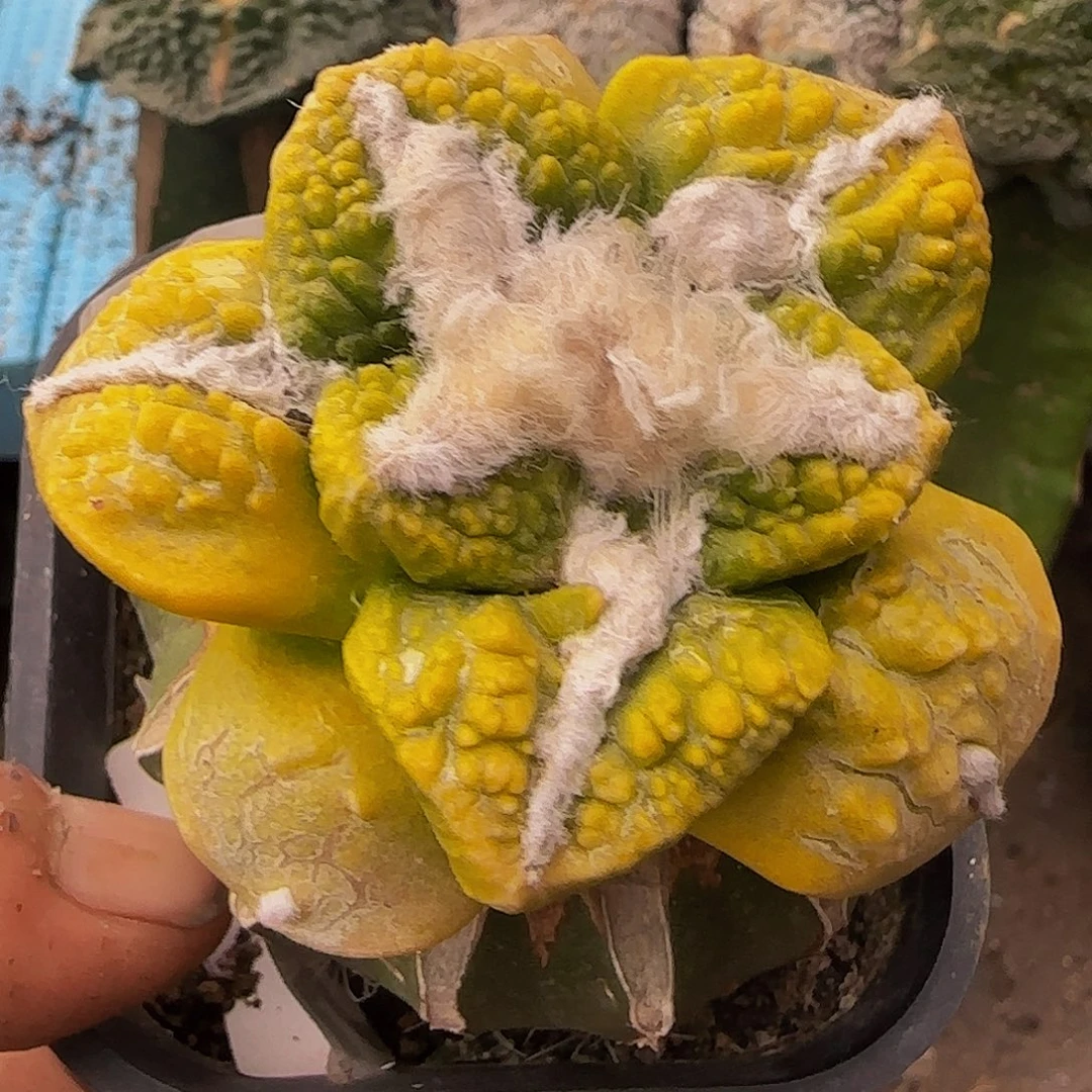 龟甲锦574仙人球开花