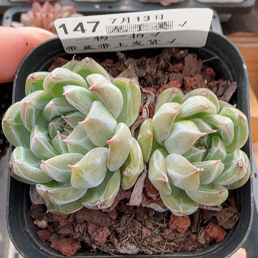 多肉0713-147雪花珍妮双头