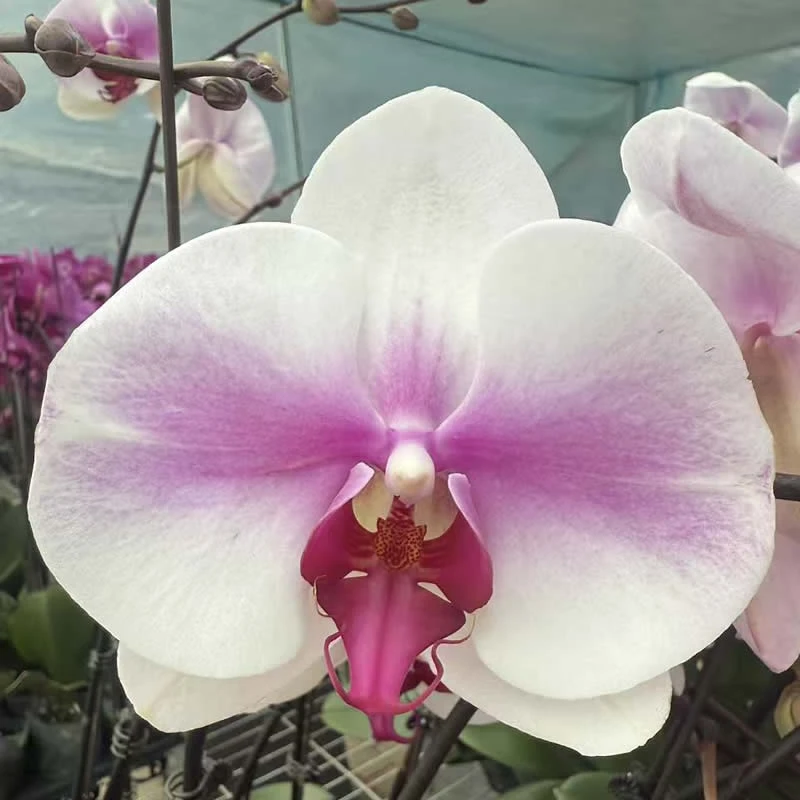 【婚纱】蝴蝶兰白色粉色超大花阳台盆栽花卉办公桌绿植包邮兰花