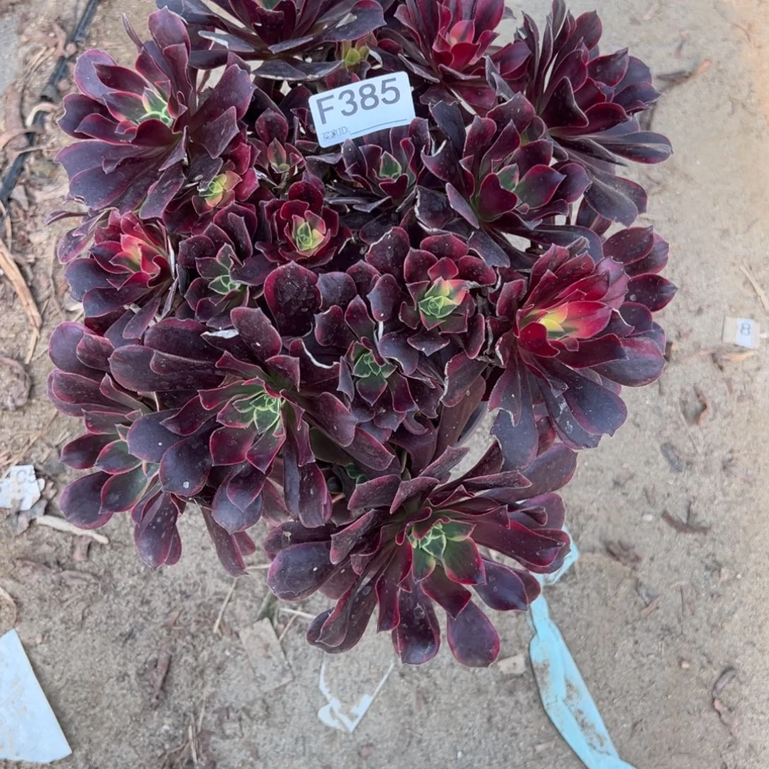 385金丝雀多肉植物法师