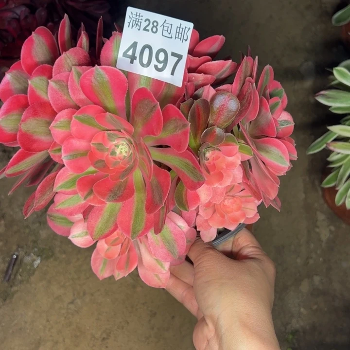 4097南女巫多肉植物