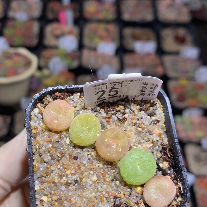 精品生石花123.25空卡佛