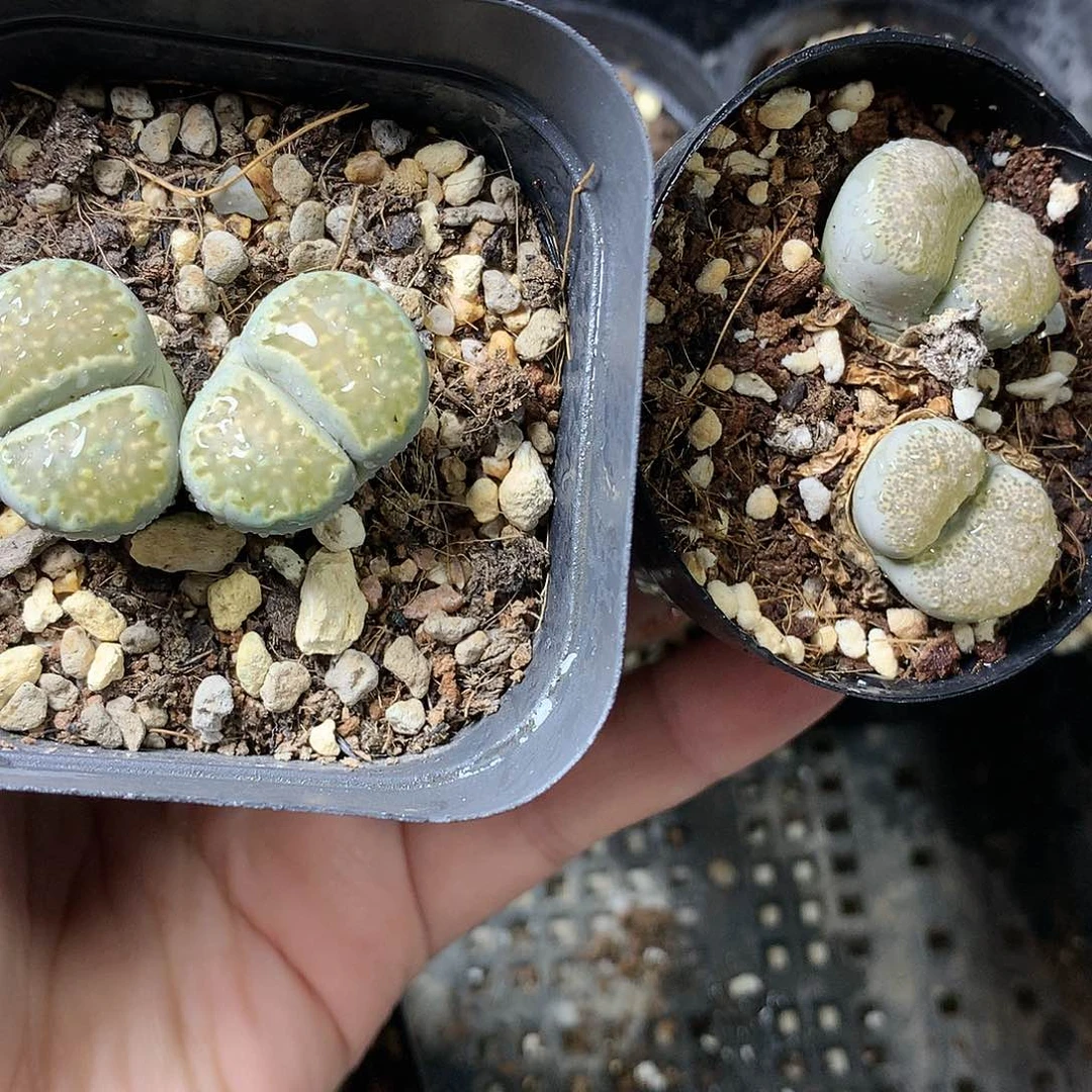 K257多肉植物保护