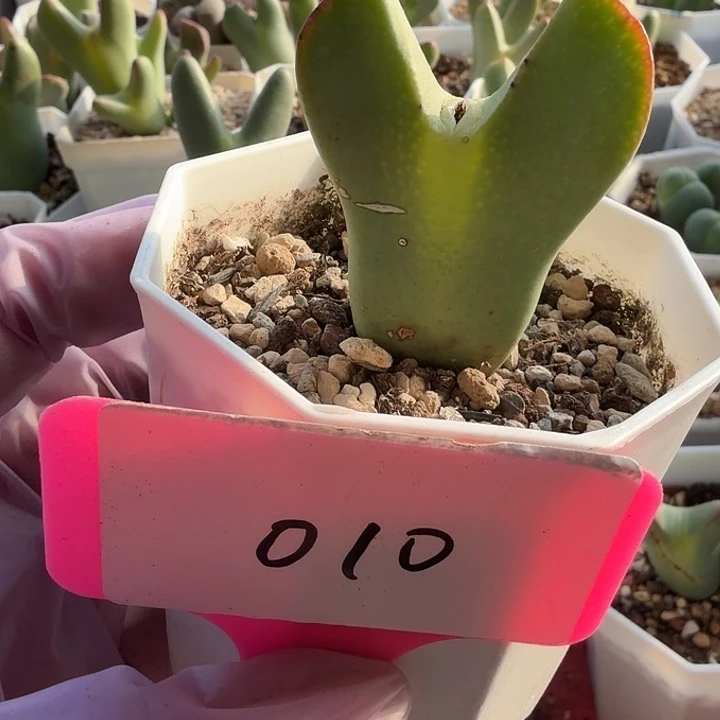 010mmmmmmmmmmmmmnnnn