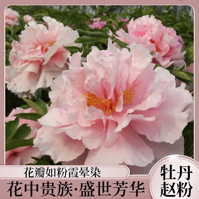 赵粉汉牡丹园牡丹花卉庭院盆栽粉色系重瓣大花