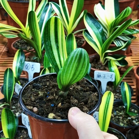 【闪购商品】红*水