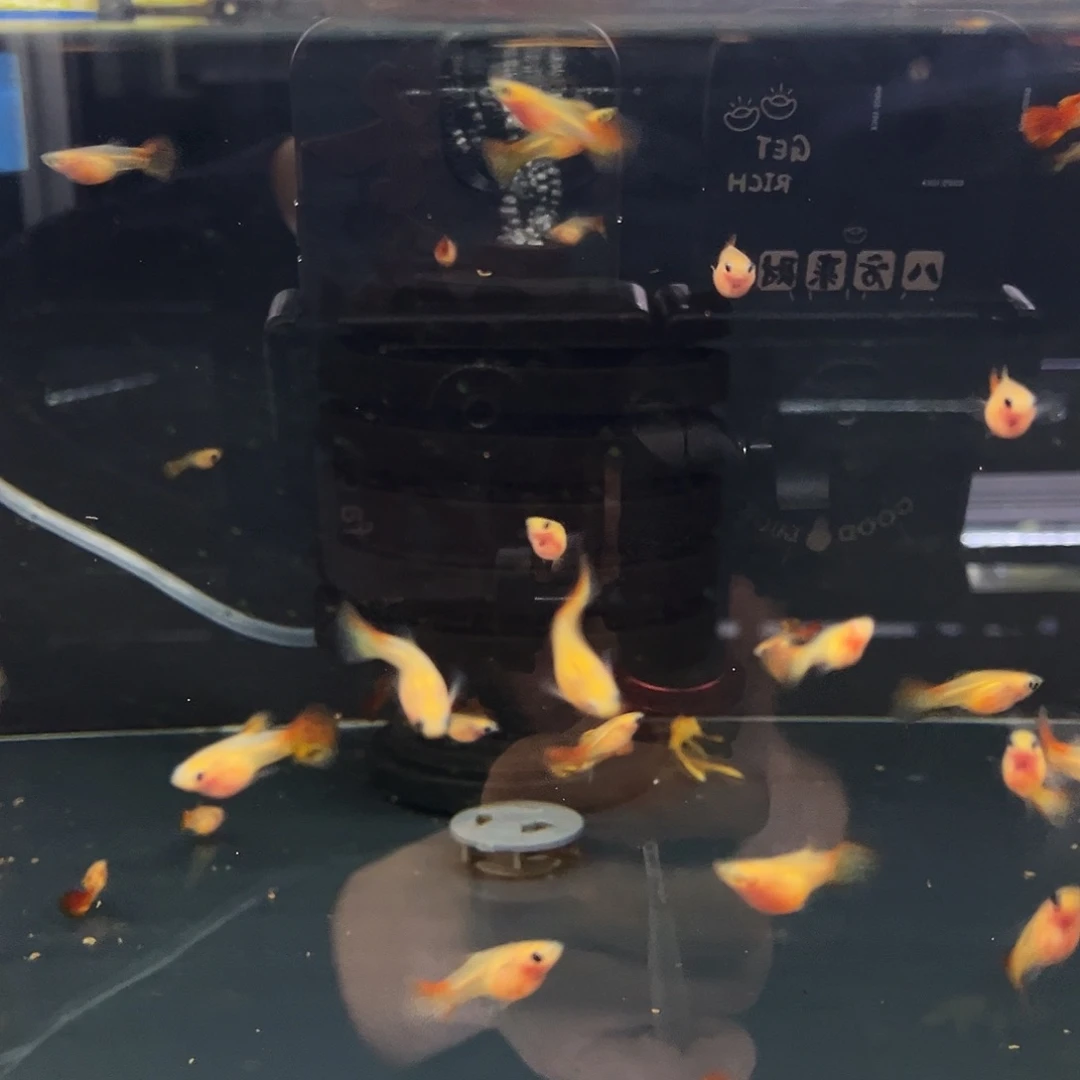 萌***宝孔雀鱼琉璃落日玻璃猫12条