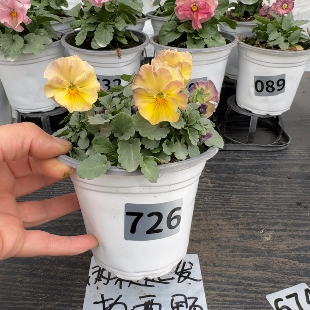 全部花朵726号彩虹女神