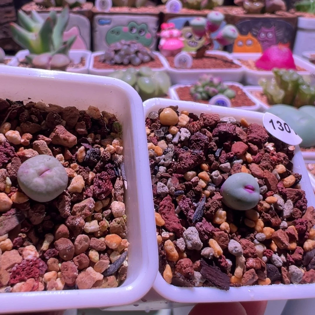 我****1301，1380b➕嘴杂，肉锥植物