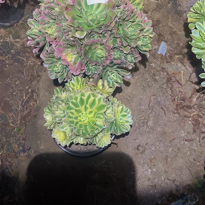 多肉法师847号白凤送迈巴赫发货不包损