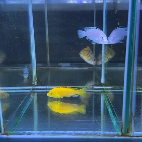 啊***洋海水鱼75号共2条11111