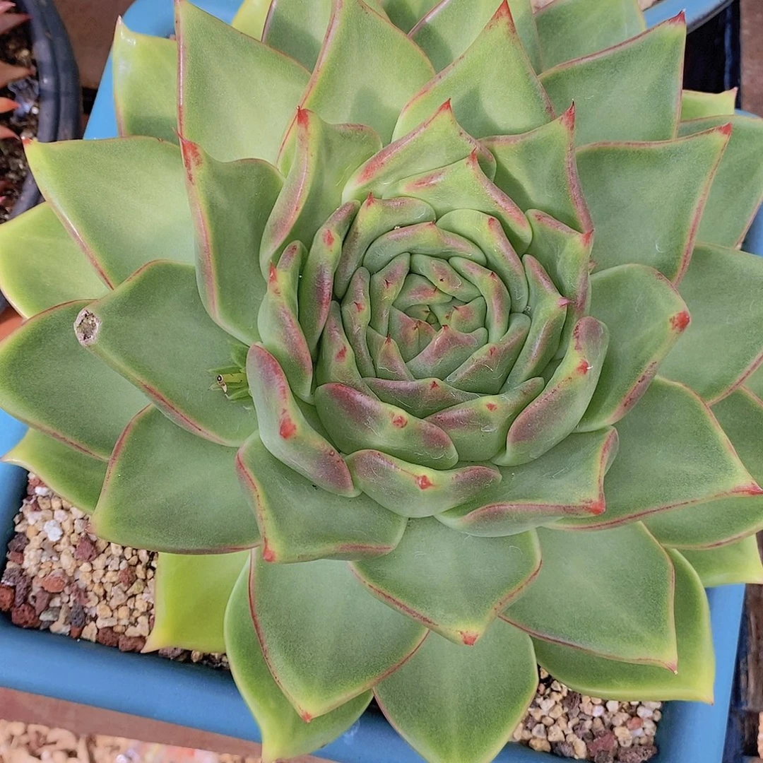 小***篓多肉植物原始种大母本